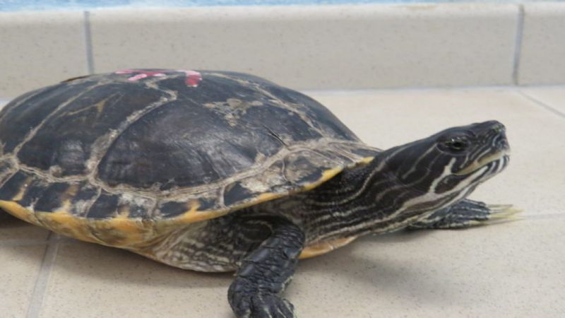 Hieroglyphenschmuckschildkröte