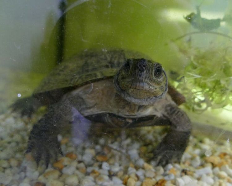 Blatt- oder Dornschildkröte