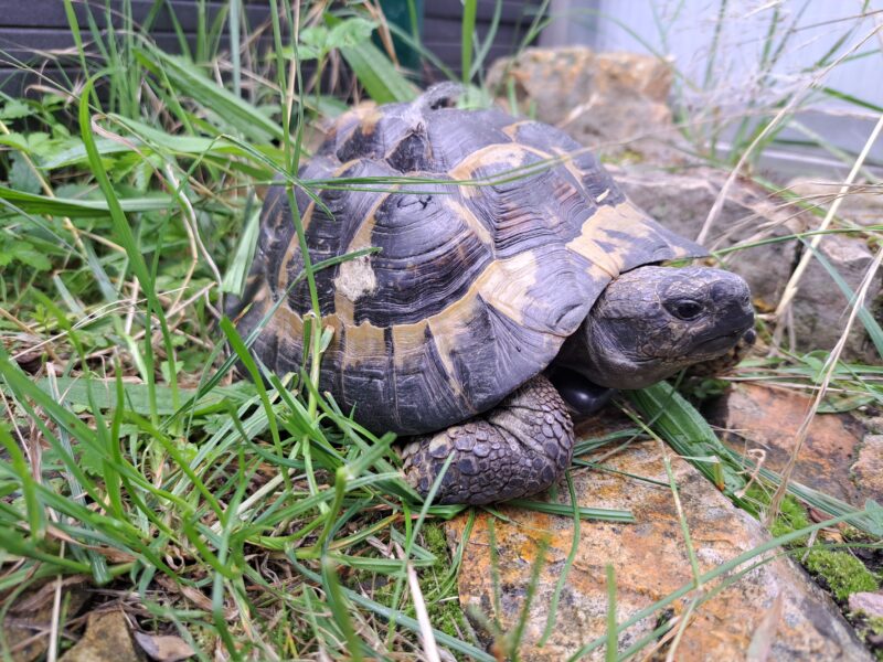Griechische Landschildkröte "Fylaki"