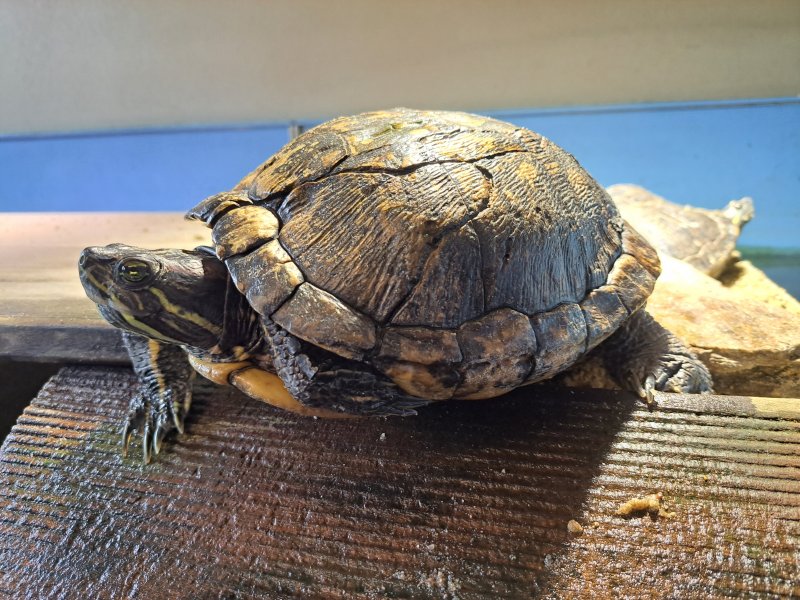 Rotwangenschmuckschildkröten