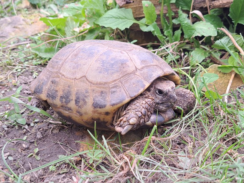 Vierzehen-Landschildkröte "Yaroslav"