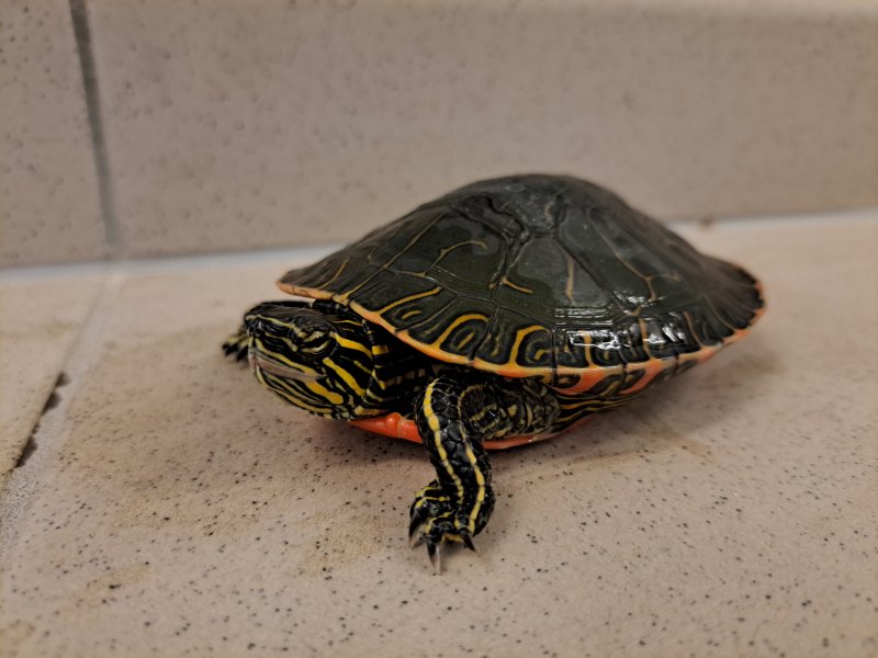 Westliche Zierschildkröte