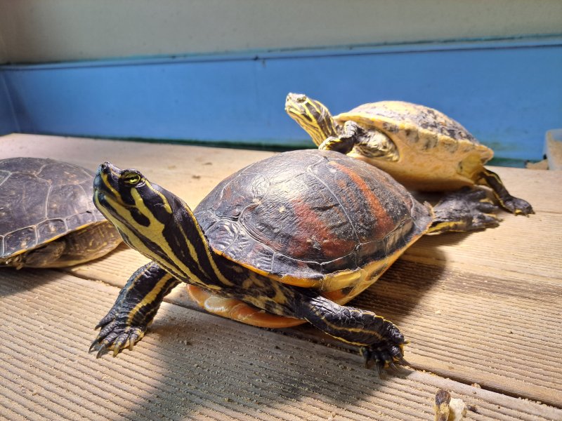 Florida-Rotbauchschmuckschildkröte