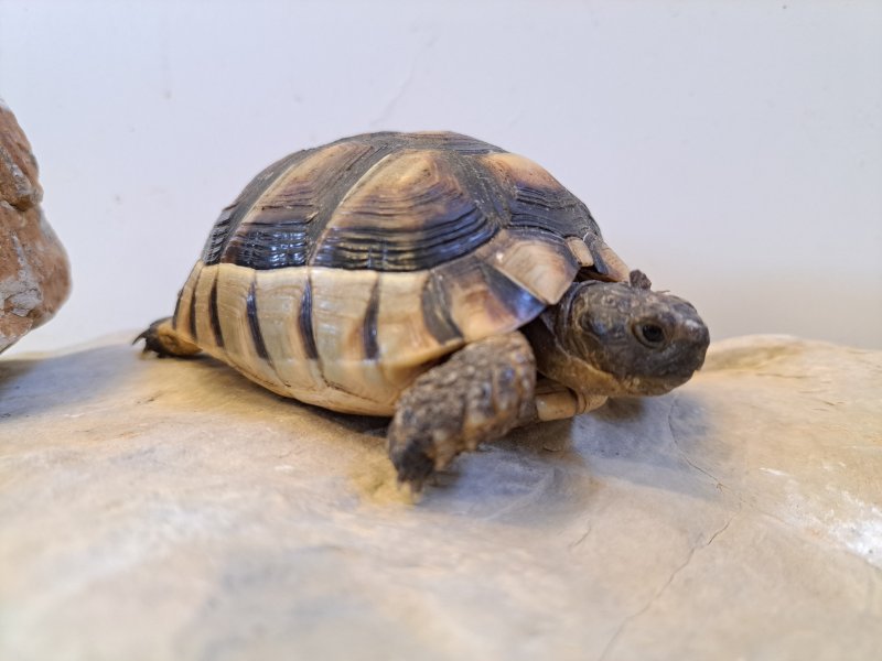 Breitrandschildkröte "Artemis"