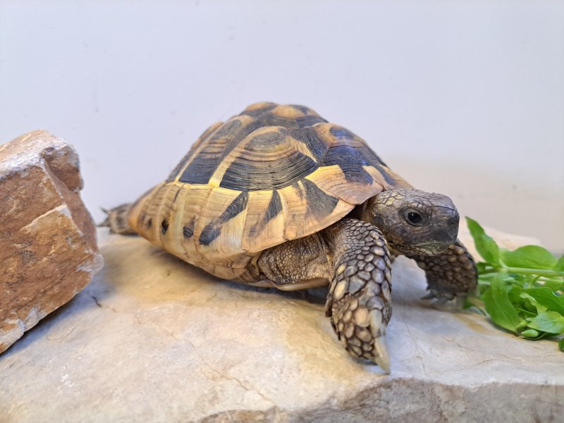 Griechische Landschildkröte "Spiros"