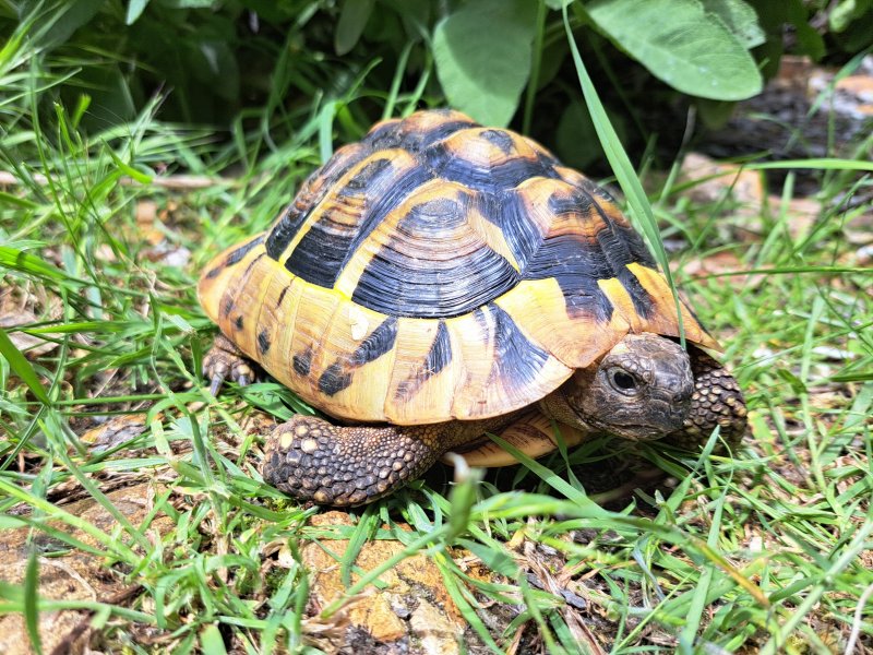 Griechische Landschildkröte "Spiros"