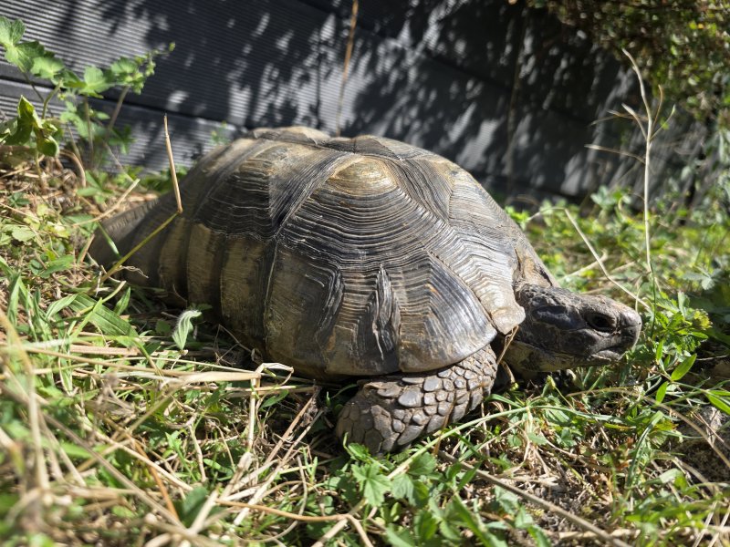 Breitrandschildkröte "Daphne"