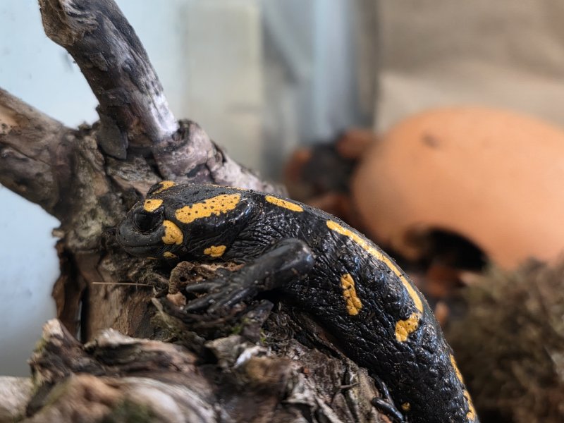 Feuersalamander