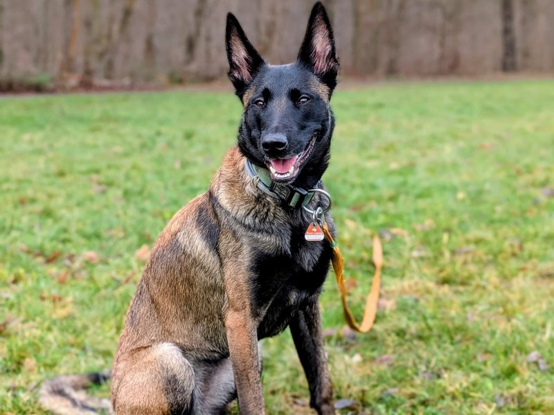 Kaira möchte nicht ins Tierheim 