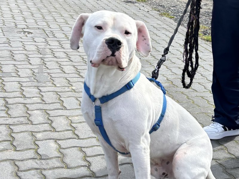 Dogo Argentino möchte nicht ins Tierheim 