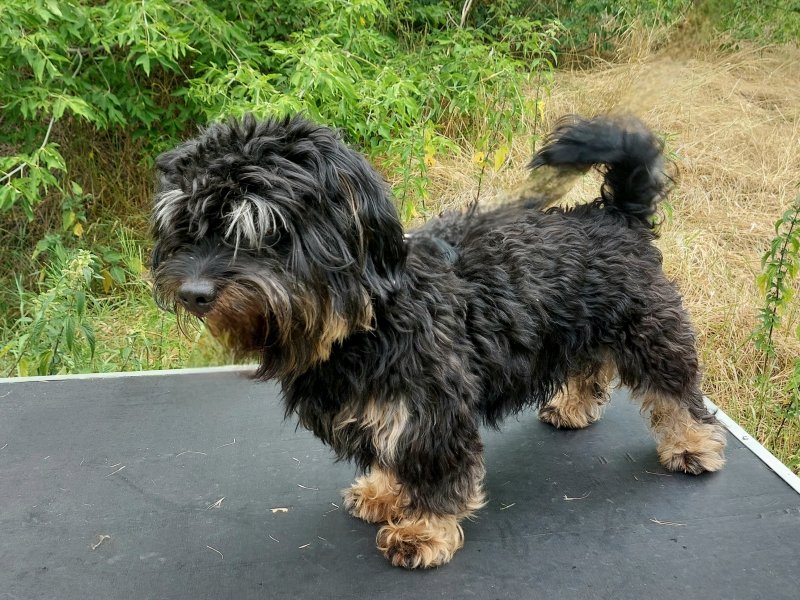Blacky