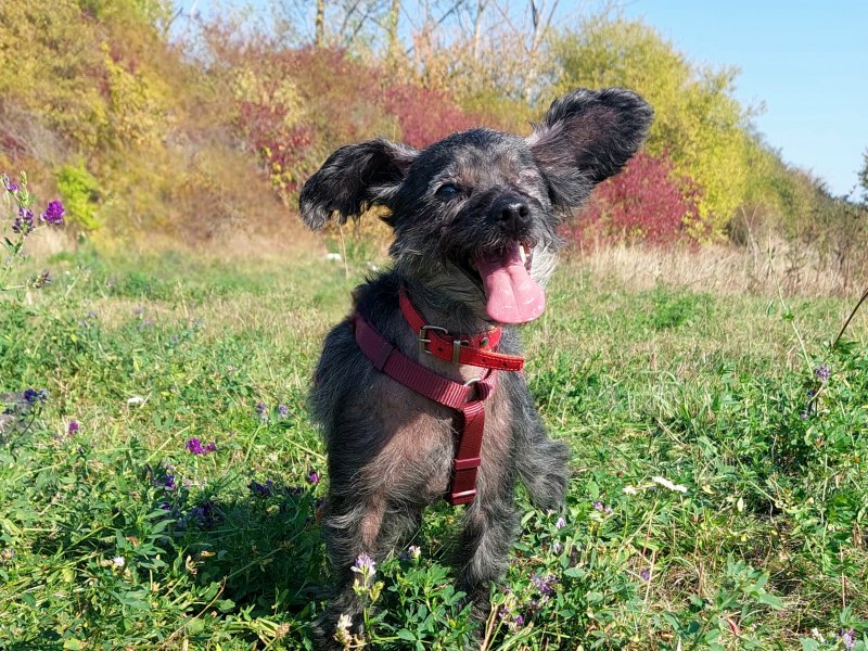 Lila