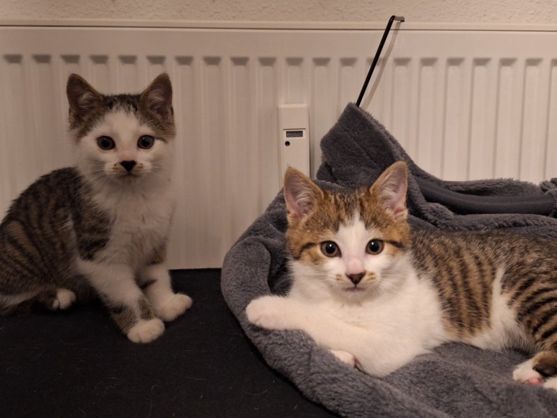 Kitten in Schkeuditz