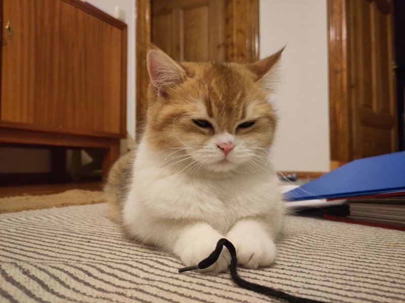 Privatvermittlung: Rhiny & Shiny