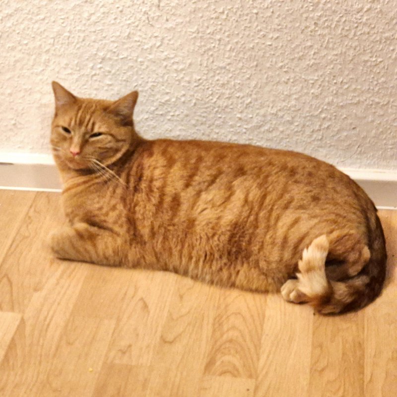 Privatvermittlung Kater Simba