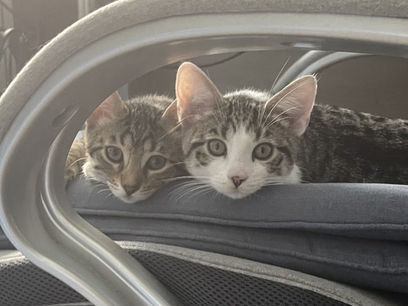 Privatvermittlung Katzenkinder 
