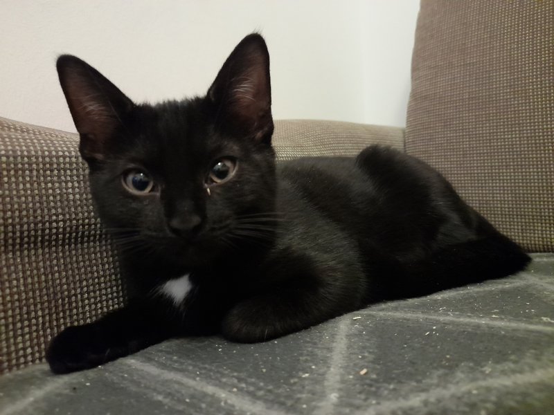 Jungkatzen auf Pflegestelle