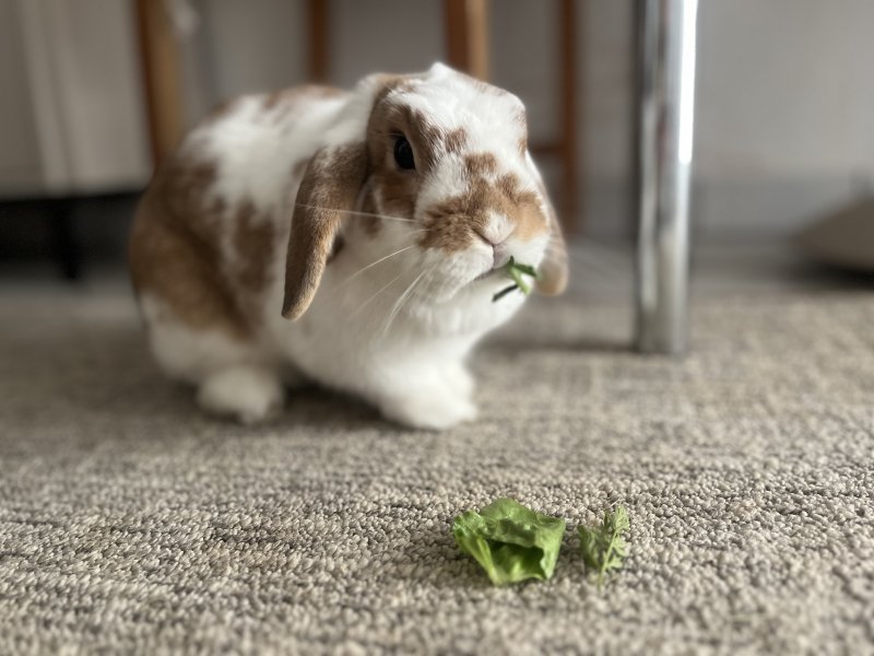Frida möchte nicht ins Tierheim