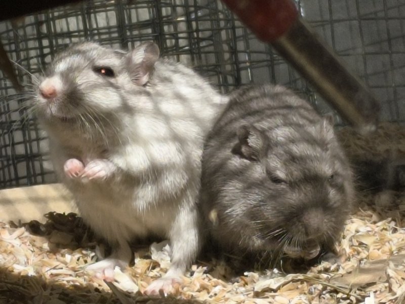 Privatvermittlung Rennmäuse