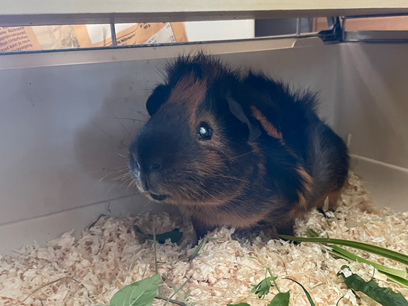 Rambo möchte nicht ins Tierheim