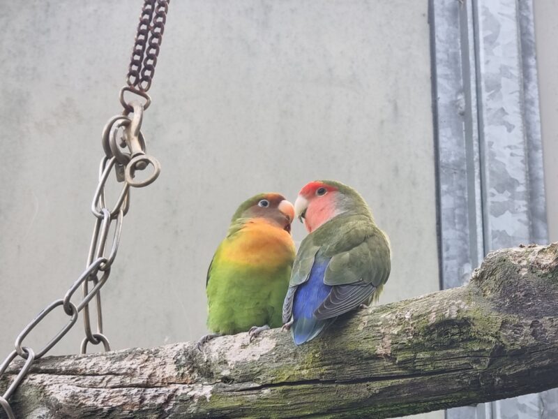 Agaporniden Quirl und Rose