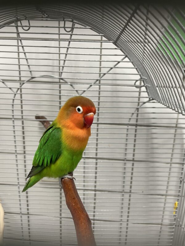 Pärchen Pfirsichköpfchen