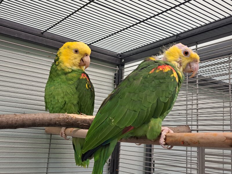 Doppelgelbkopfamazonen