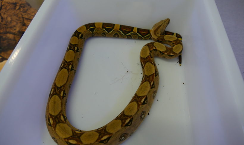 Boa E23 Boa E23
