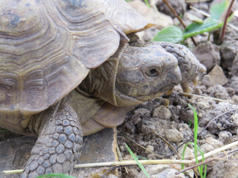 Vierzehen-Landschildkröte „Iwan“