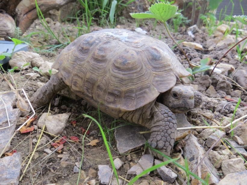 Vierzehen-Landschildkröte „Iwan“