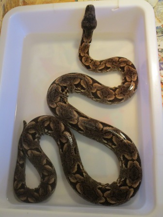 Madagaskar-Boa