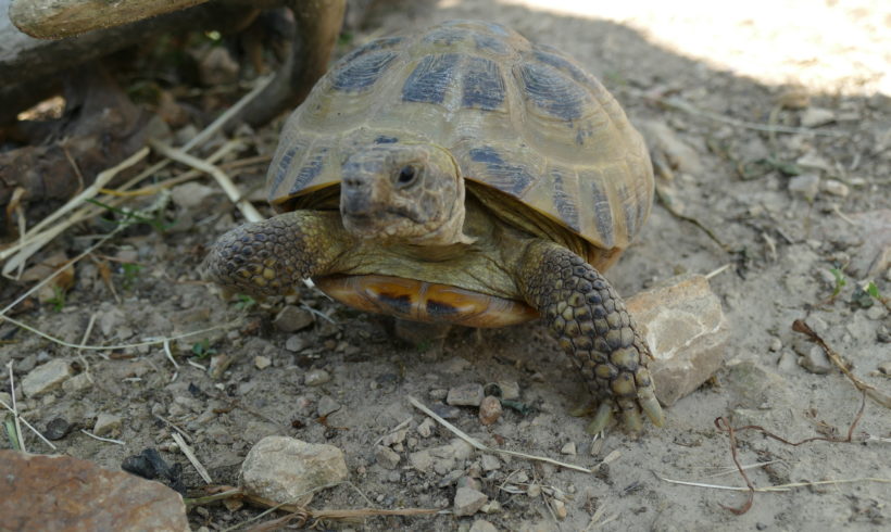 Vierzehen-Landschildkröte „Sokrates“ Vierzehen-Landschildkröte „Sokrates“