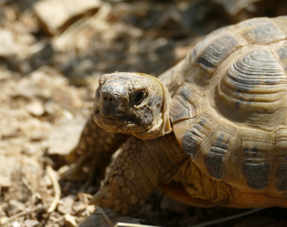 Vierzehen-Landschildkröte „Iwan“