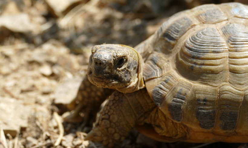Vierzehen-Landschildkröte „Iwan“ Vierzehen-Landschildkröte „Iwan“