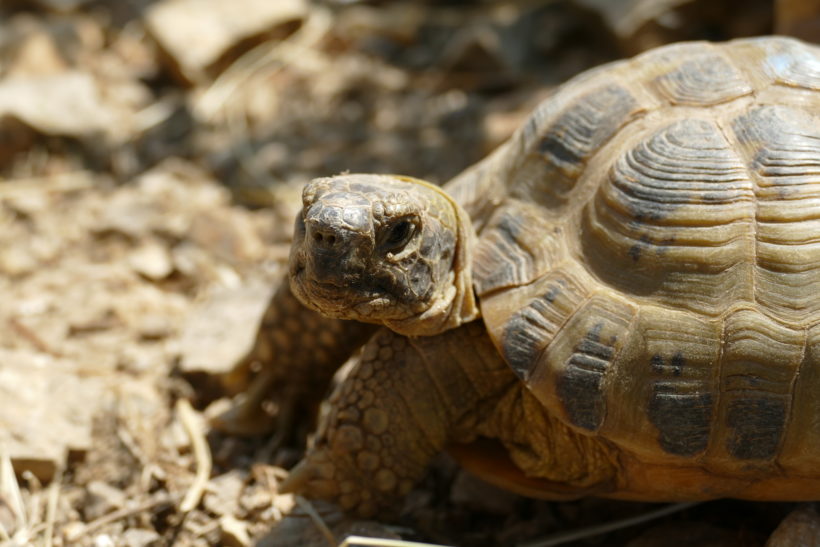 Vierzehen-Landschildkröte „Iwan“