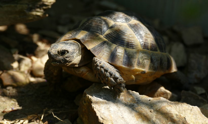 maurische Landschildkröte „Askari“ maurische Landschildkröte „Askari“