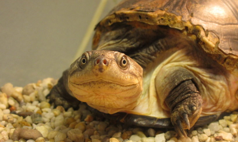 Klappbrust-Pelomedusenschildkröte E173 Klappbrust-Pelomedusenschildkröte E173