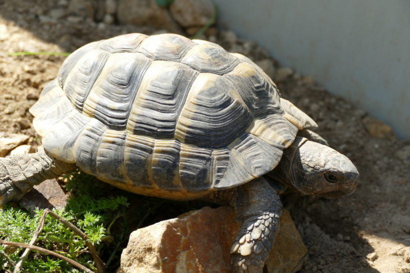 griechische Landschildkröte „Philemon“