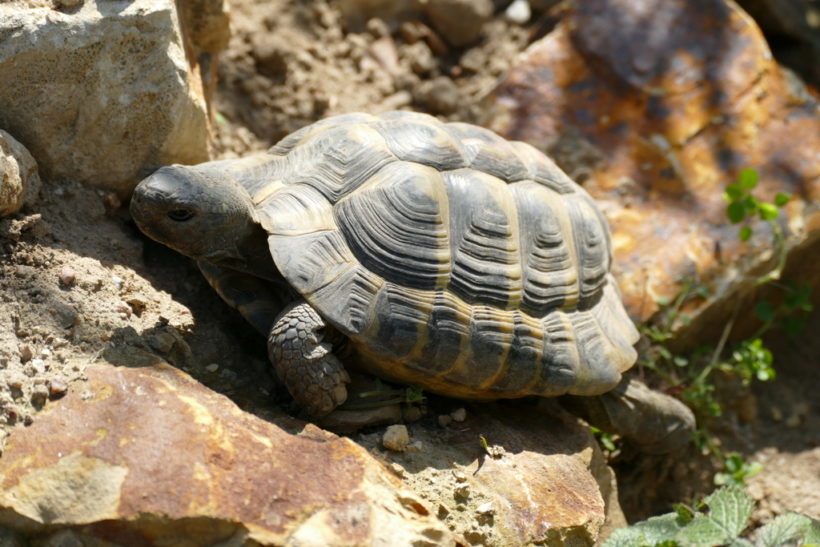 griechische Landschildkröte „Philemon“