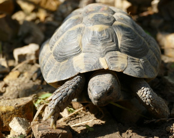 griechische Landschildkröte „Philemon“