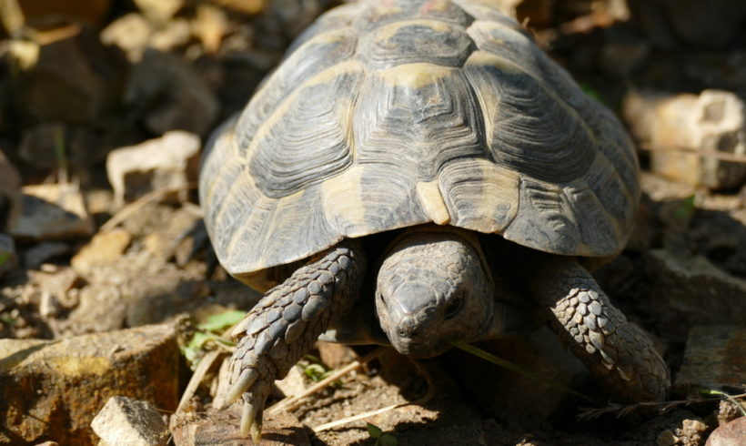 griechische Landschildkröte „Philemon“