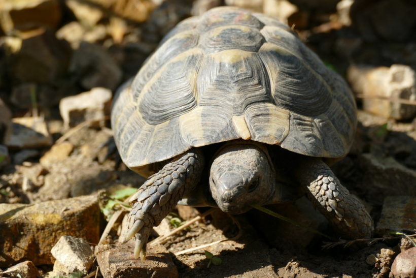 griechische Landschildkröte „Philemon“