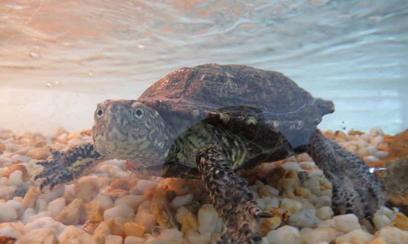 Sumpfschildkröte E13 Sumpfschildkröte E13