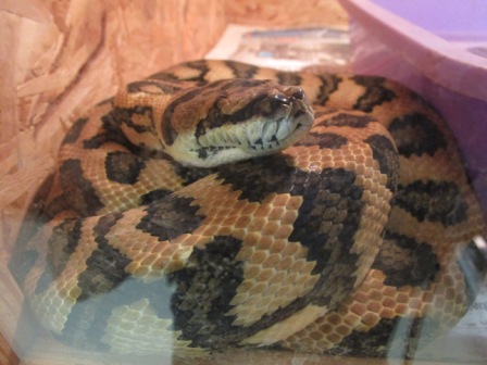 Teppichpython E148 Teppichpython E148