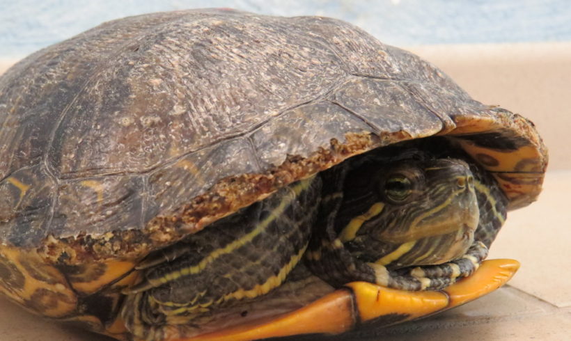 Rotwangenschmuckschildkröte E4 Rotwangenschmuckschildkröte E4