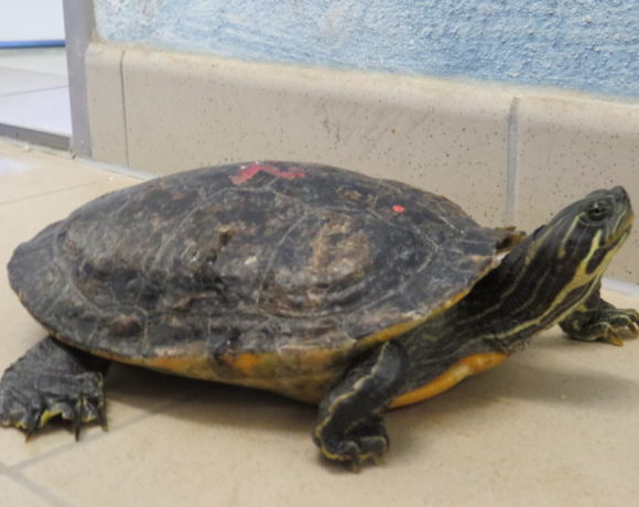 Hieroglyphenschmuckschildkröte E6