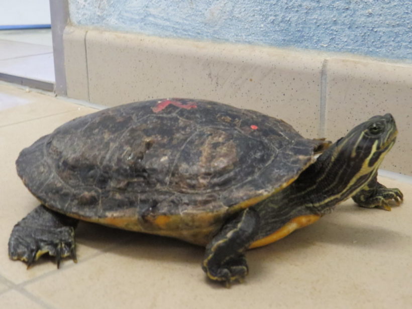 Hieroglyphenschmuckschildkröte E6