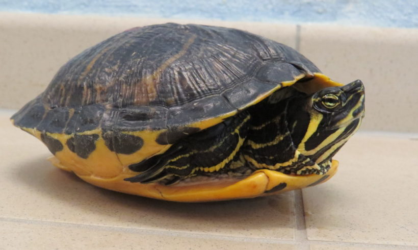 Gelbwangenschmuckschildkröte E8 Gelbwangenschmuckschildkröte E8