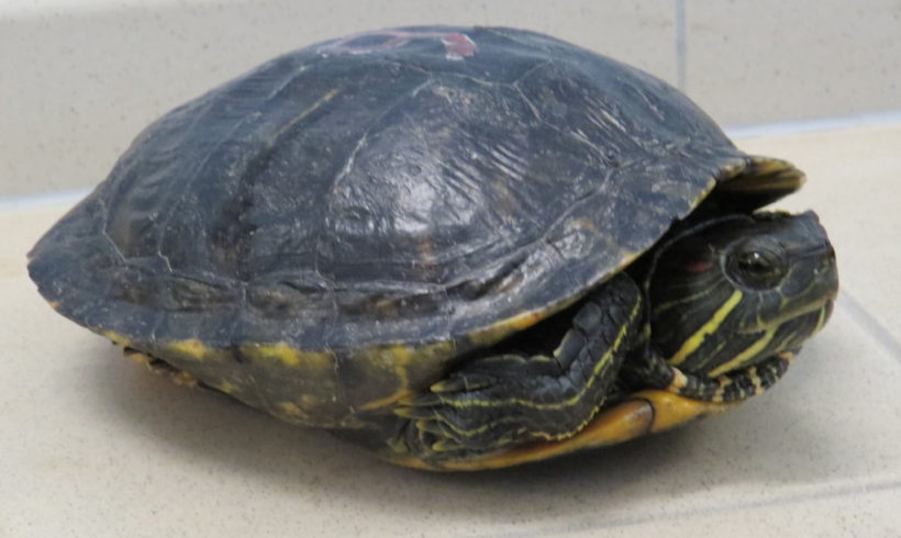 Rotwangenschmuckschildkröte E11 Rotwangenschmuckschildkröte E11