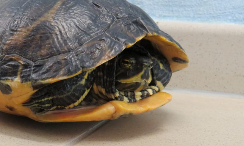 Gelbwangenschmuckschildkröte E12 Gelbwangenschmuckschildkröte E12
